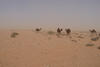 Camelidés à Matrouh, © Cirad, Véronique Alary.