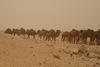 Troupeau de camelidés à Borg El Arab, © Cirad, Véronique Alary.