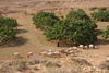 Centre du wadi , zone horticole (figuiers). Marsa Matrouh, © Cirad, Pascal Bonnet.