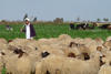 Diversification des revenus à Al hamman, nouvelles terres aménagées, © Cirad, Véronique Alary.