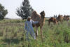Troupeau de camelidés à Borg El Arab, © Cirad, Véronique Alary.