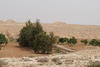 Configuration wadi, © Cirad, Véronique Alary.
